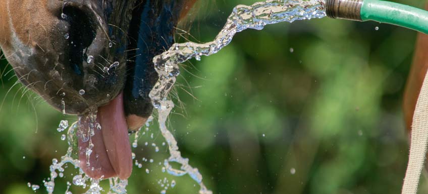 Comment prévenir la déshydratation chez le cheval ?