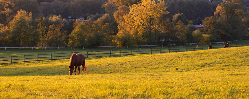 Améliorer la digestion de votre cheval : Est-ce possible ? Améliorer la digestion de votre cheval : Est-ce possible ?