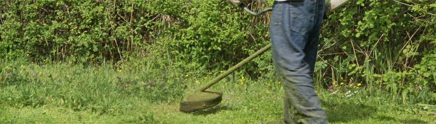 Arbustes toxiques : Les reconnaître pour limiter le danger pour mon cheval.