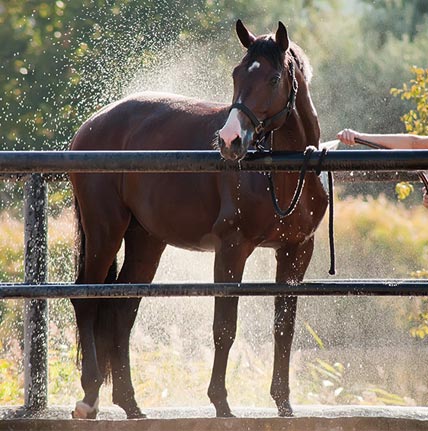 Bien préparer son cheval avant l'été
