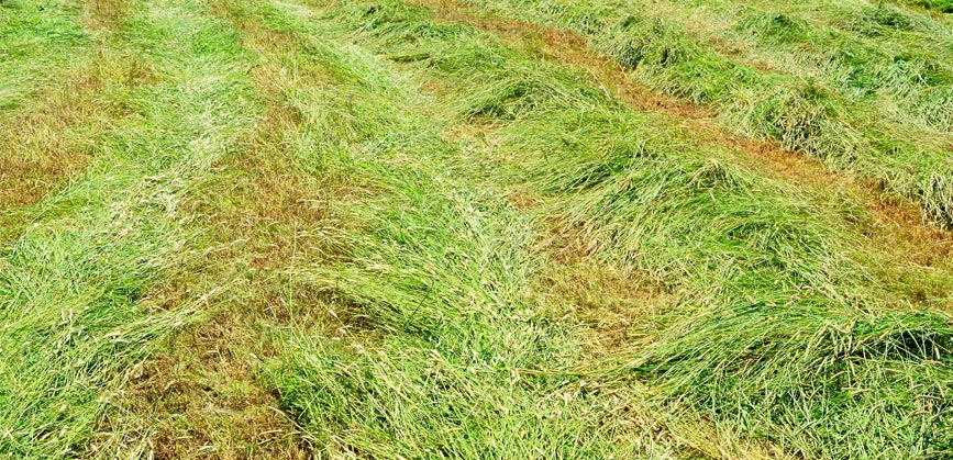 Comment produire un foin de qualité pour mes chevaux ?