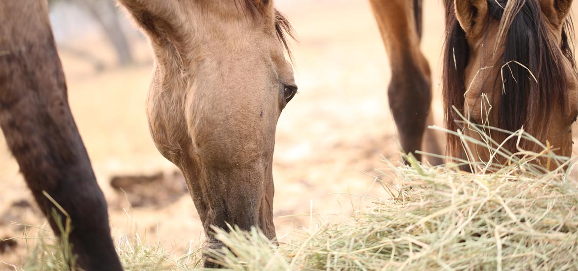 Diversité des fibres et leurs actions sur la digestion chez le cheval