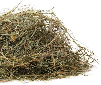 peripartum chez les poulinières