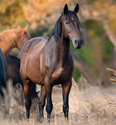 Gourme chez le poulain