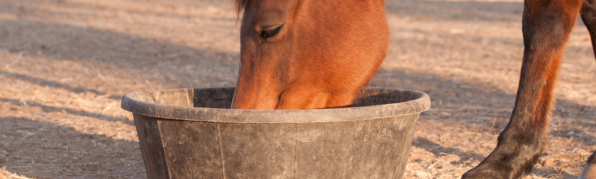 Le mash : quel intérêt pour mon cheval et comment le choisir?