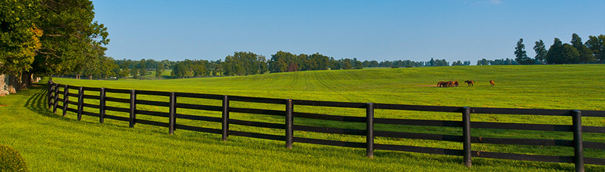Arbustes toxiques : Les reconnaître pour limiter le danger pour mon cheval.