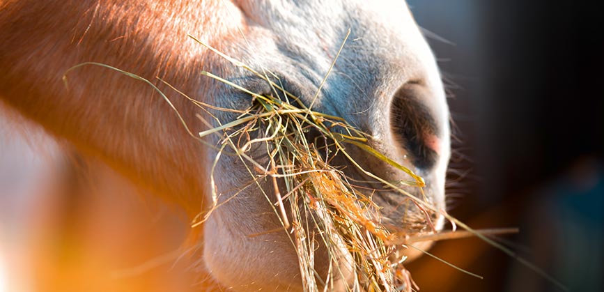 Quelles sont les solutions lorsque le foin est poussiéreux ?