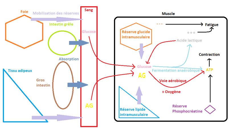 Quand et comment nourrir son cheval avant l’effort ? Partie 1 