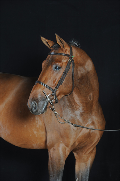 Le son de riz : Quel est l’intérêt de cette matière première chez le cheval ?