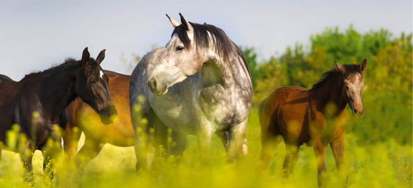 Cheval au pré : comment réussir une transition alimentaire vers l’herbe ?