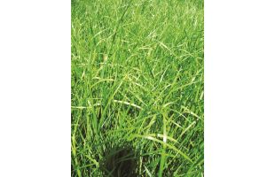 Fétuque élevée Rostuque - 10kg