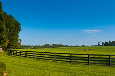 Flore des prairies : Les graminées