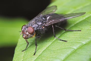 Les maux de l’été, Partie 2 : Insectes, parasites et nuisibles