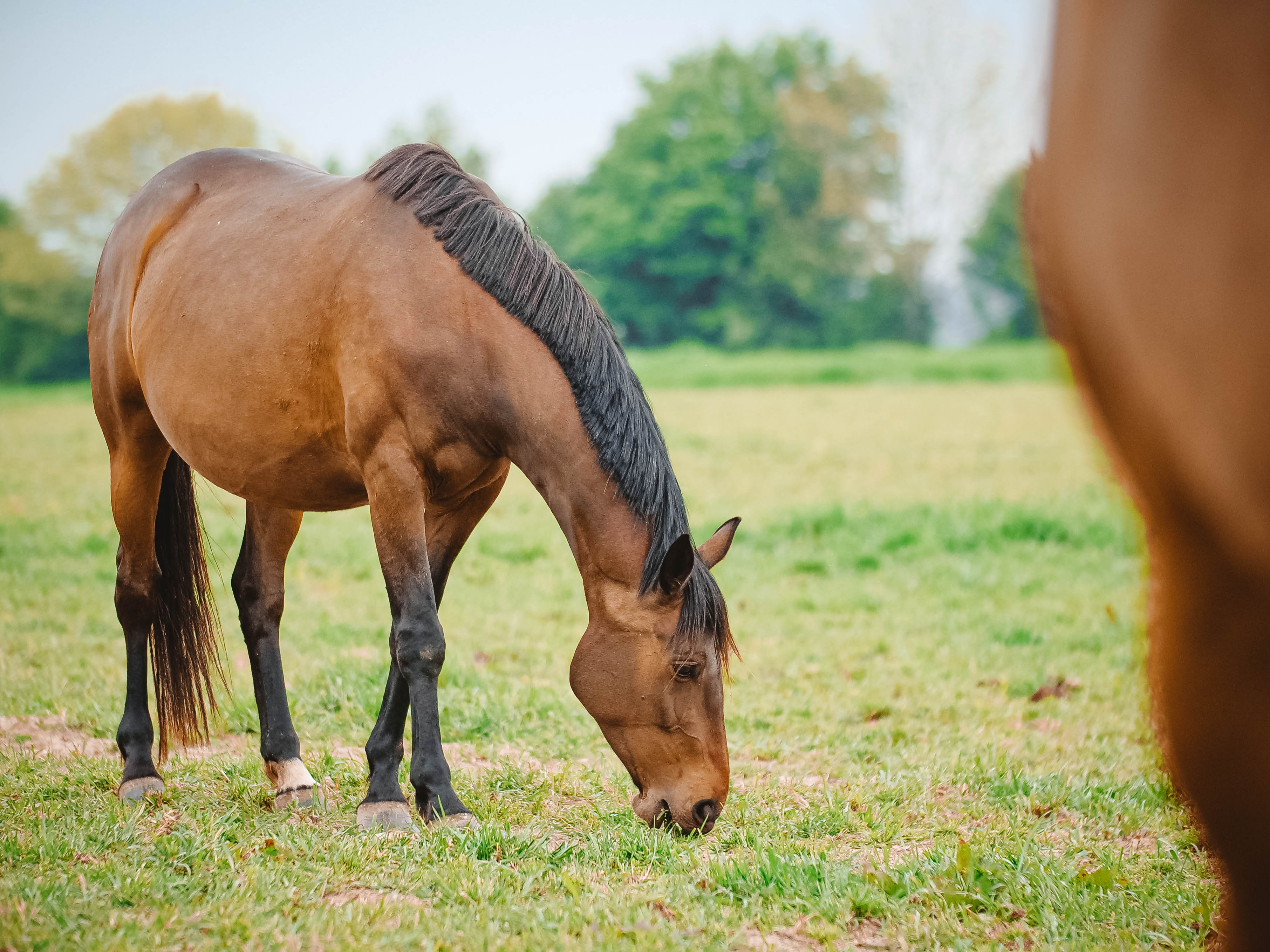 Préparation de la mise à l’herbe des chevaux : c’est le moment de faire un état des lieux de vos pâtures !