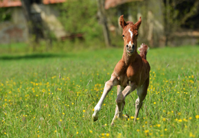 Alimentation du poulain : Quels sont ses besoins dès la naissance ?