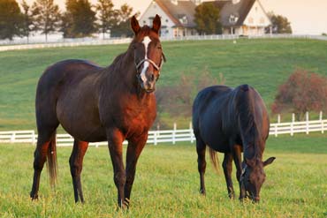 Bientôt le printemps : que dois-je faire pour préparer ma pâture ?