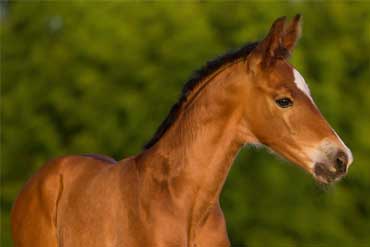 La pneumonie du poulain
