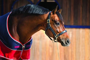 Bien dans ses poils, bien dans sa peau …