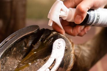 Pourriture des fourchettes chez le cheval : comment l’éviter ?