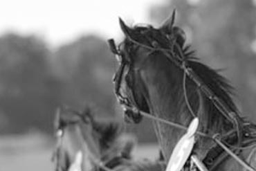 Adaptation personnalisée avec les aliments Équidéos !