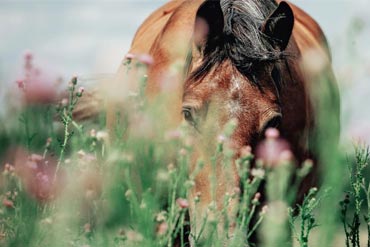 L’intérêt des plantes médicinales chez le cheval